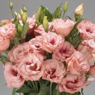 KIMIZA - 20+ LISIANTHUS MARIACHI APRICOT FLOWER SEEDS / ANNUAL / GREAT CUT FLOWER / GIFT