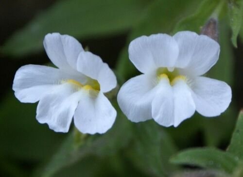 KIMIZA - 50+ WHITE MIMULUS MONKEY FLOWER" FLOWER SEEDS / LONG LASTING ANNUAL