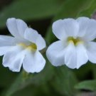 KIMIZA - 50+ WHITE MIMULUS MONKEY FLOWER" FLOWER SEEDS / LONG LASTING ANNUAL
