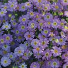 KIMIZA - 50+ BRACHYCOME LAVENDER BLUE FLOWER SEEDS / ANNUAL