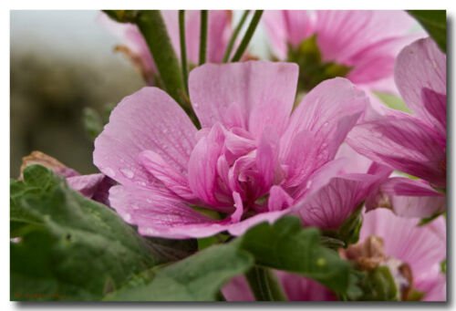 KIMIZA - 30+ APPLEBLOSSOM PINK MALVA FLOWER SEEDS / PERENNIAL