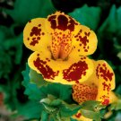 KIMIZA - 40+ MIMULUS YELLOW / MAROON BI-COLOR MONKEY FLOWER FLOWER SEEDS LONG LASTING AN
