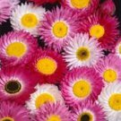 KIMIZA - 50+ ACROCLINIUM LARGE FLOWERED ROSEUM FLOWER SEEDS / PERENNIAL