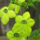 KIMIZA - 50+ GREEN NICOTIANA FRAGRANT FLOWER SEEDS / RESEEDING ANNUAL / FRAGRANT