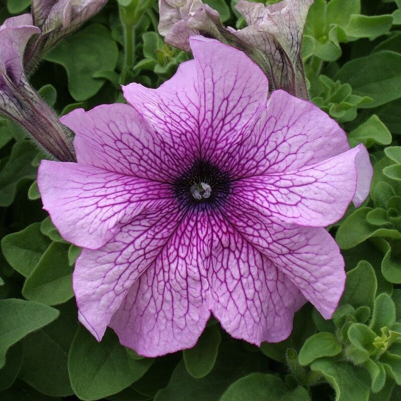 KIMIZA - 30+ PETUNIA GRANDIFLORA PRISM DEWBERRY SUNDAE FLOWER SEEDS LONG LASTING ANNUAL