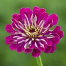 KIMIZA - NEW! 35+ GIANT WINE ZINNIA FLOWER SEEDS / LONG LASTIING CUT FLOWERS DEER RESIST
