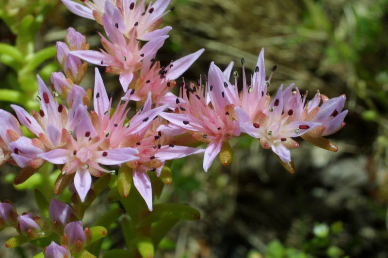 KIMIZA - 50+ WIDOW'S CROSS PINK SEDUM PERENNIAL FLOWER SEEDS