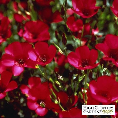 KIMIZA - 75+ SCARLET RED FLAX FLOWER SEEDS / LONG LASTING ANNUAL / GREAT GIFT