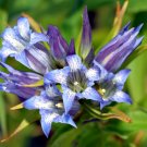KIMIZA - 30+ GENTIAN FLOWER SEEDS / GENTIANA SCEPTRUM / SHADE PERENNIAL