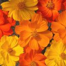 KIMIZA - 35+ COSMOS BRIGHT LIGHTS MIX FLOWER SEEDS /LONG LASTING ANNUAL/DROUGHT TOLERANT
