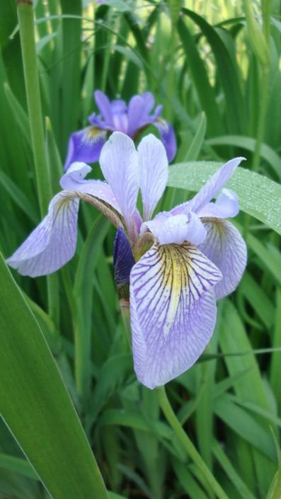 KIMIZA - 20+ NORTHERN BLUE FLAG IRIS FLOWER SEEDS / PERENNIAL / IRIS VERSICOLOR