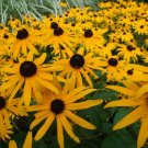 KIMIZA - NEW 30+ RUDBECKIA GOLDSTURM FLOWER SEEDS / PERENNIAL