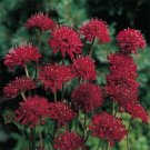 KIMIZA - 25+ RED SCABIOSA PINCUSHION FLOWER SEEDS / PERENNIAL