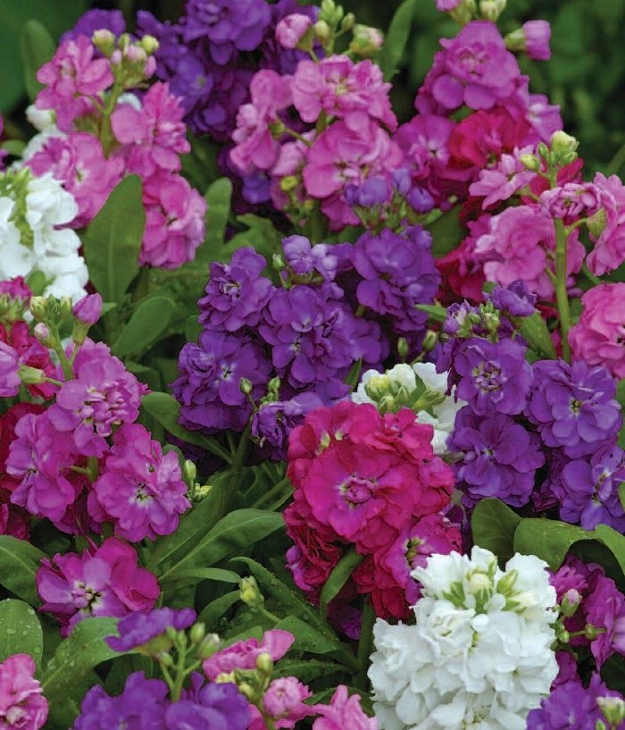 KIMIZA - 40+ HOT CAKES MIX STOCK MATTHIOLA FLOWER SEEDS / SCENTED, LONG LASTING ANNUAL