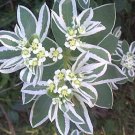 KIMIZA - 30+ SNOW ON THE MOUNTAIN FLOWER SEEDS / PERENNIAL / EUPHORBIA