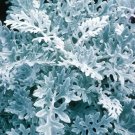 KIMIZA - 50+ DUSTY MILLER SEEDS / SILVERY GRAY ANNUAL