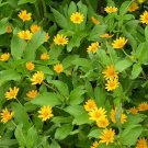 KIMIZA - 25+ MELAMPODIUM DERBY / MEDALLION FLOWER / BUTTER DAISY / SELF-SEEDING ANNUAL