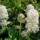 KIMIZA - 30+ CEANOTHUS NEW JERSEY TEA FLOWER SEEDS / PERENNIAL SHRUB / DROUGHT TOL