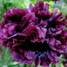 KIMIZA - 50+ BLACK PEONY SELF-SEEDING ANNUAL FLOWER SEEDS