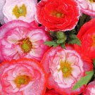 KIMIZA - 40+ "FALLING IN LOVE" CALIFORNIA POPPY FLOWER SEED MIX / RESEEDING ANNUAL