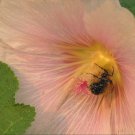 KIMIZA - 30+ GIANT SALMON COLOR DANISH HOLLYHOCK FLOWER SEEDS