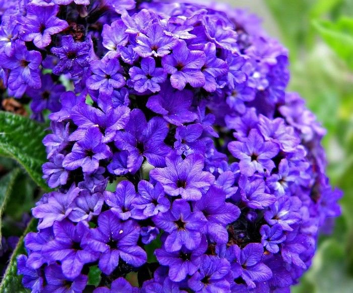 KIMIZA - 50+ Heliotrope Navy Blue Flowers Seeds / Perfume Perennial