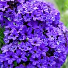 KIMIZA - 50+ Heliotrope Navy Blue Flowers Seeds / Perfume Perennial