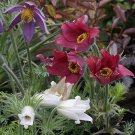 KIMIZA - NEW! 20+ RED, WHITE, BLUE MIX PULSATILLA PASQUE FLOWER SEEDS