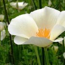 KIMIZA - 50+ "White Flax" California Poppy Flower Seeds / Re-Seedin g Papaver