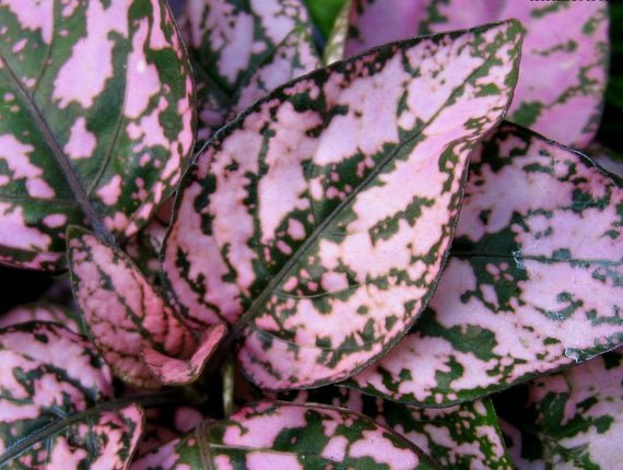 KIMIZA - 25 + Hypoestes Polka Dots Plant Splash Pink Flower Seeds / Display