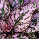 KIMIZA - 25 + Hypoestes Polka Dots Plant Splash Pink Flower Seeds / Display