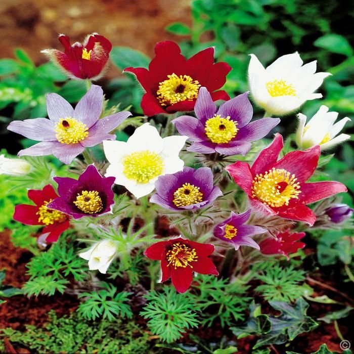 KIMIZA - New! 20+ Pulsatilla Pasque Flower Seed Mix
