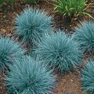 KIMIZA - 50+ BLUE FESCUE SEED /PERENNIAL / FESTUCA ORNAMENTAL GRASS / DROUGHT TOLERANT