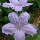 KIMIZA - 25+ RUELLLIA HUMILLIS "WILD PETUNIA" FLOWER SEEDS / READILY SELF SEEDS
