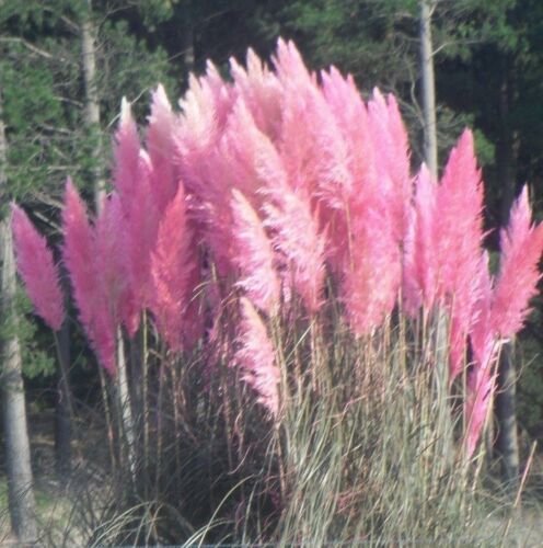 KIMIZA - 50+ PINK PAMPAS GRASS SEEDS CORTADERIA / PEST, DROUGHT RESISTANT PERENNIAL