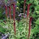 KIMIZA - 50+ LYSIMACHIA ATROPURPUREA BEAUJOLAIS FLOWER SEEDS / PERENNIAL