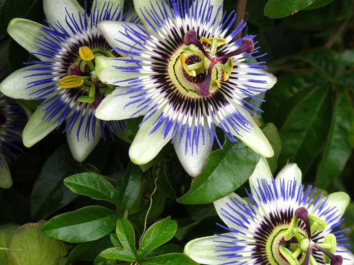 KIMIZA - 10+ Passiflora Caerulea Blue Passion Flower Seeds