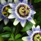 KIMIZA - 10+ Passiflora Caerulea Blue Passion Flower Seeds