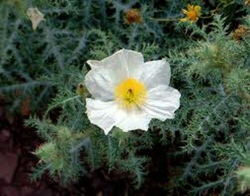 KIMIZA - 50+ WHITE PRICKLY POPPY FLOWER SEEDS / PERENNIAL / GIANT 4 INCH BLOOMS