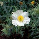 KIMIZA - 50+ WHITE PRICKLY POPPY FLOWER SEEDS / PERENNIAL / GIANT 4 INCH BLOOMS