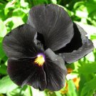 KIMIZA - 35+ BLACK PANSY "HALLOWEEN" FLOWER SEEDS / ANNUAL / GOTH