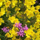 KIMIZA - NEW!! 30+ FRAGRANT YELLOW PHLOX FLOWER SEEDS / SHADE PERENNIAL