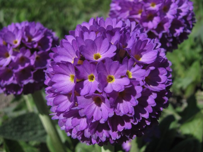 KIMIZA - NEW! 30+ VIOLET BLUE PRIMULA PRIMROSE FLOWER SEEDS / PERENNIAL / PARTIAL SHADE