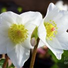 KIMIZA - 15+ WHITE CHRISTMAS ROSE HELLEBORUS FLOWER SEEDS / WINTER BLOOMING PERENNIAL