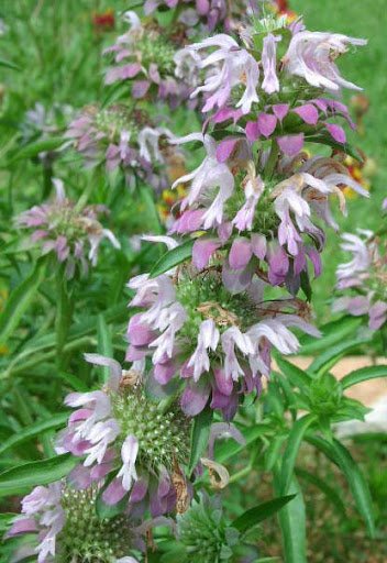 KIMIZA - 50+ TRI/COLOR LEMON MINT MONARDA FLOWER SEEDS / DEER RESISTANT PERENNIAL