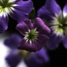 KIMIZA - NEW! 50+ FLOWER SEEDS / PERENNIAL RARE ROSE FORGET-ME-NOT