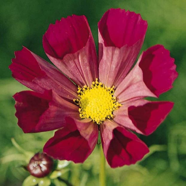 KIMIZA - 35+ COSMOS FLUTED PIED PIPER FLOWER SEEDS / DROUGHT TOLERANT