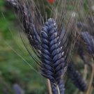 KIMIZA - 25+ TRITICUM AESTIVUM BLACK KNIGHT WHEAT FLOWER SEEDS / DECORATIVE / ORNAMENTAL