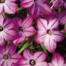 KIMIZA - 50+ PURPLE BI-COLOR NICOTIANA FRAGRANT FLOWER SEEDS / RESEEDING ANNUAL