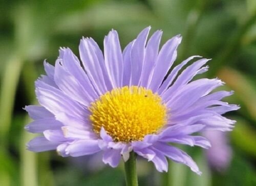 KIMIZA - 40+ SILKY ASTER FLOWER SEEDS / DEER RESISTANT PERENNIAL